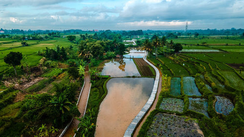 Scenic view of agricultural field against sky