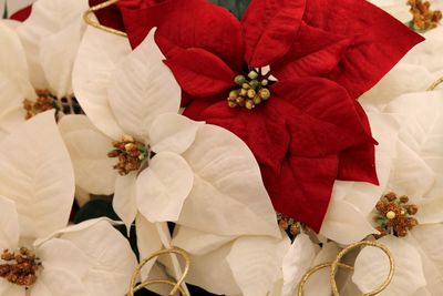 Close-up of white roses