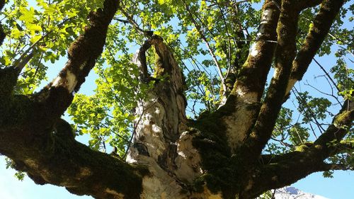 Low angle view of trees against sky