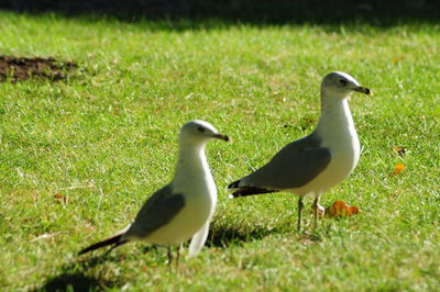 Ducks on grassy field