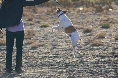 Low section of woman playing with dog at beach