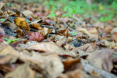 Close-up of leaves on field