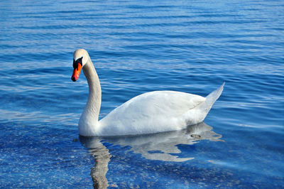 Close-up of swan swimming in lake