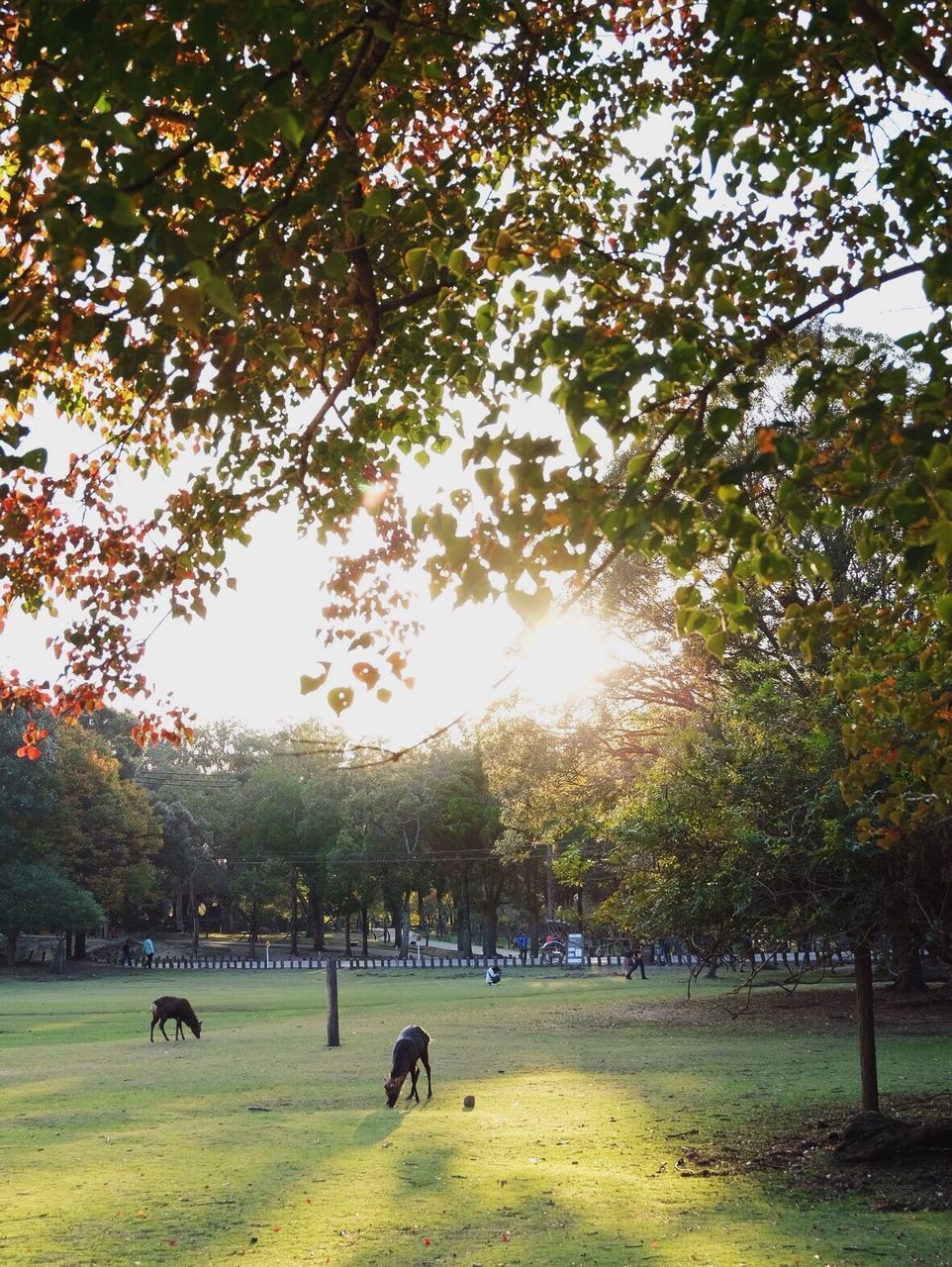 TREES ON FIELD