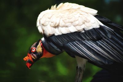 Close-up of bird