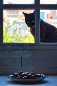 Cat on window sill at home