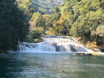 Scenic view of waterfall in forest