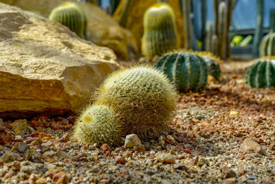 Close-up of succulent plant on field