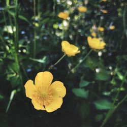 Close-up of yellow flowering plant