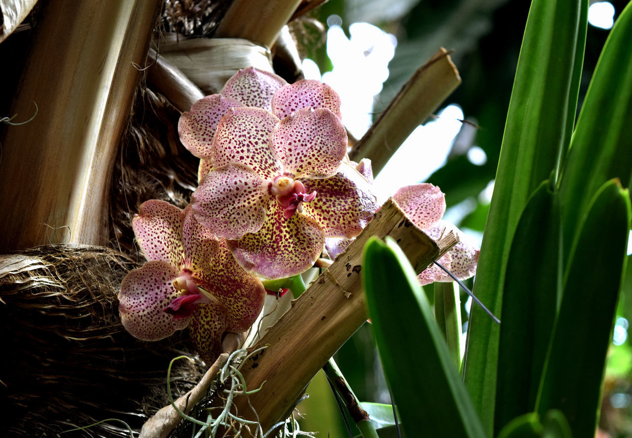 CLOSE-UP OF PINK FLOWER PLANT