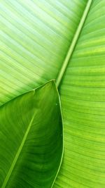 Full frame shot of leaves