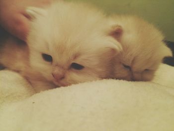 Close-up of cat sleeping on bed