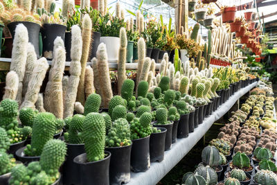 Close-up of plants