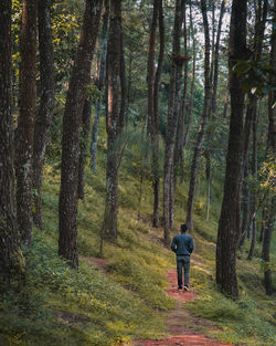 Rear view of man walking amidst trees in forest