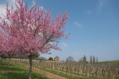 Pink cherry blossoms on field against sky