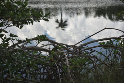 High angle view of plants by lake