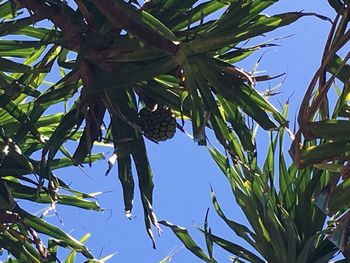 Low angle view of fruits on tree against sky