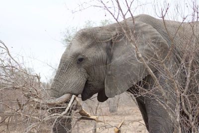 Close-up of elephant on land against sky