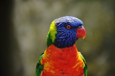 Close-up of colorful lorikeet