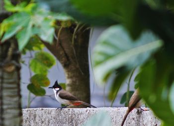 Bird perching on wall