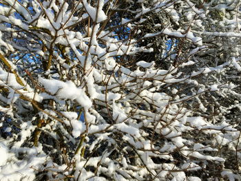 Close-up of birds on tree