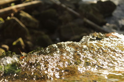 Close-up of wet spider web