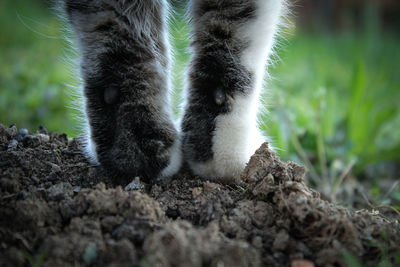 Close-up of cat on field