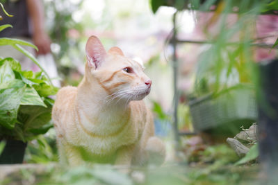 Close-up of a cat looking away