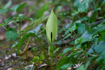 Close-up of green plant on field