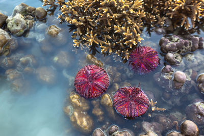 High angle view of coral in sea