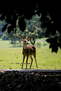 The deer collected by the bogor presidential palace was first brought by the voc governor