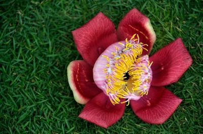 Close-up of pink flowers blooming on field