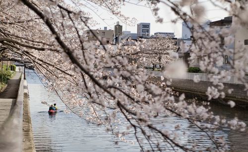 View of cherry tree by river