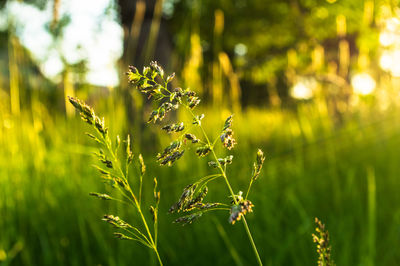 Close-up of flowering plant on field