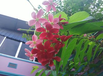 Close-up of pink flowers blooming on tree