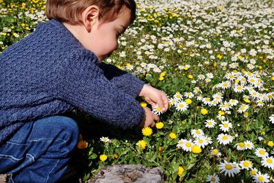 Toddler plucking daisies on field during sunny day