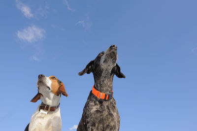 Low angle view of dogs