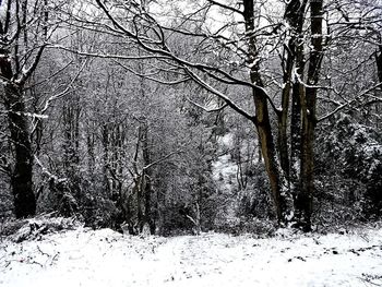 Snow covered trees in forest