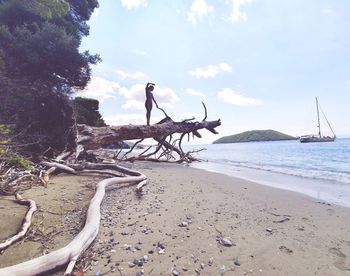 Driftwood on beach against sky