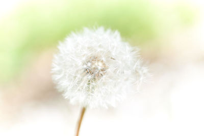 Close-up of dandelion