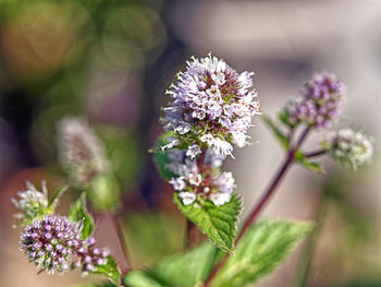 Close-up of purple flowering plant