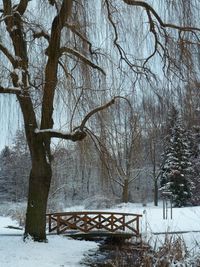 Bare trees on snow covered landscape