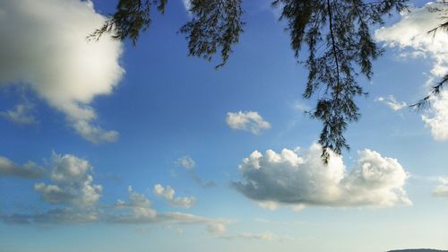 Low angle view of trees against blue sky