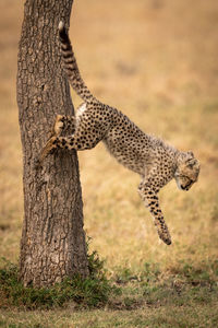 Cheetah jumping from tree trunk