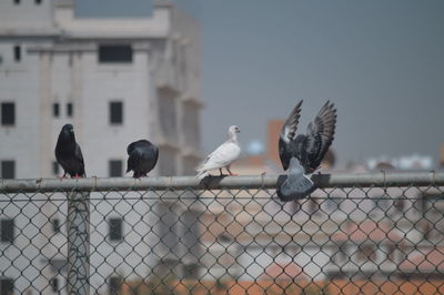 Close-up of seagulls perching on metal against sky