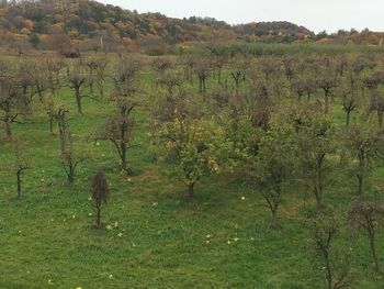 Scenic view of field against trees