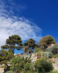 Trees and plants against blue sky