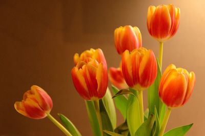 Close-up of orange flowers