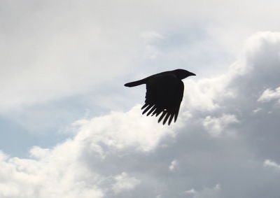 Low angle view of bird flying against sky