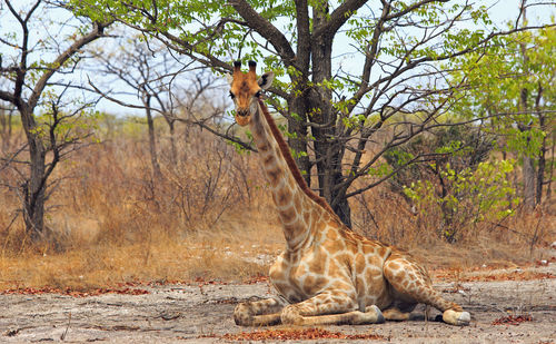 Low angle view of giraffe sitting under. tree